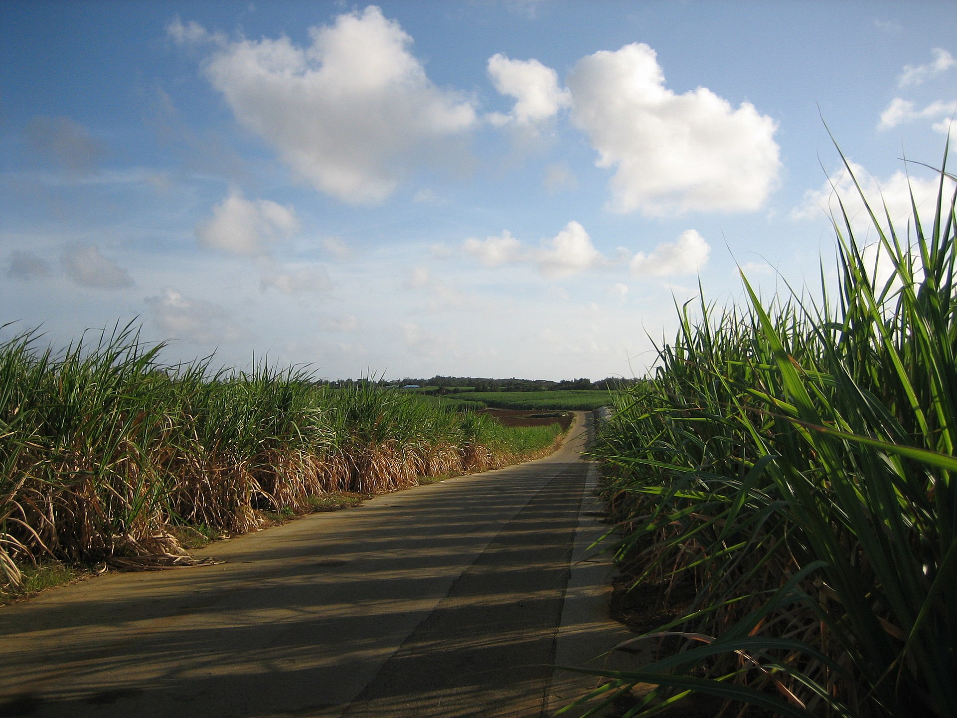 サトウキビ畑の間をまっすぐ伸びる南大東島の道