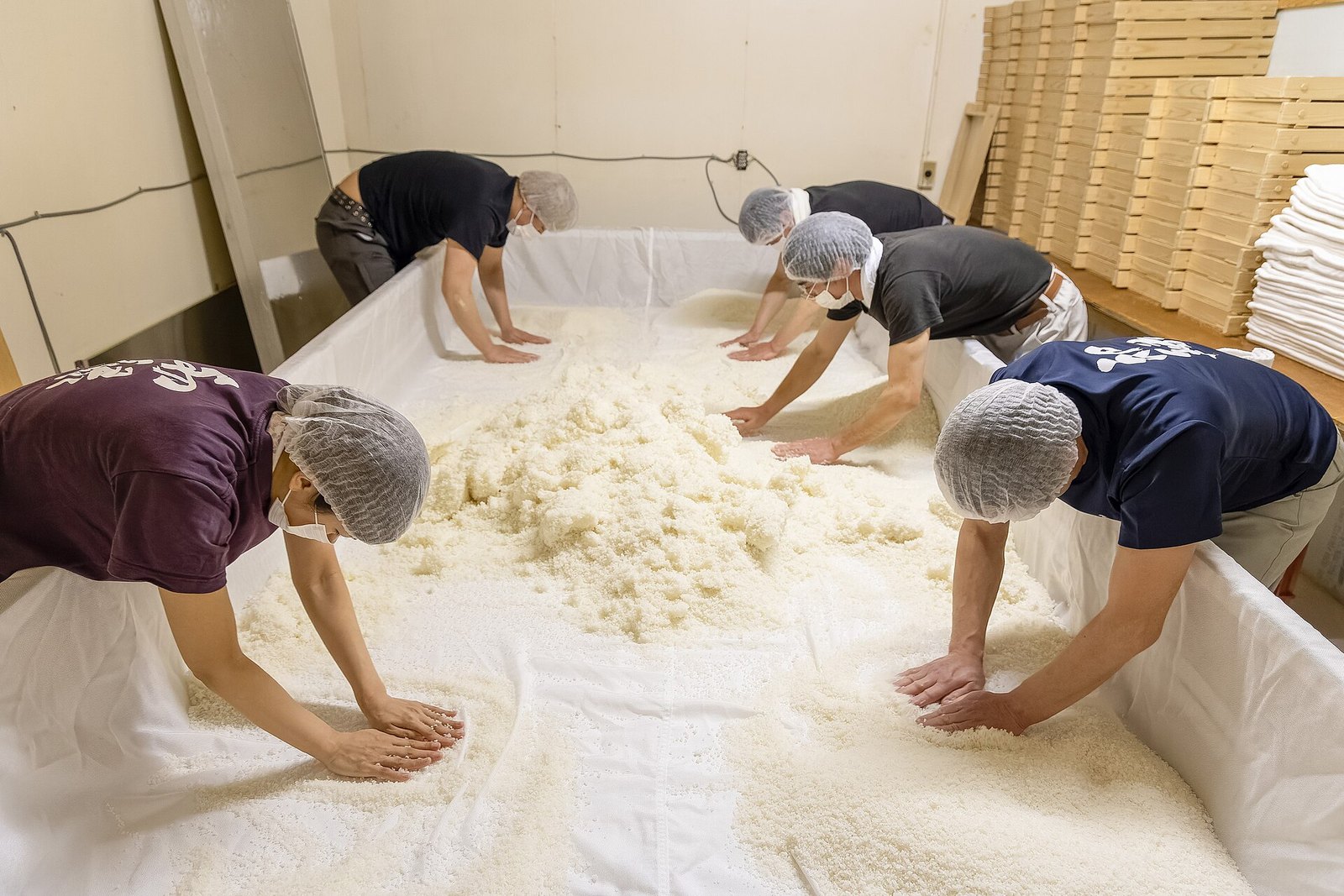 麹室で蒸米に麹を揉み込む蔵人たち